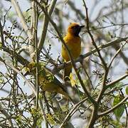 Olive-naped Weaver