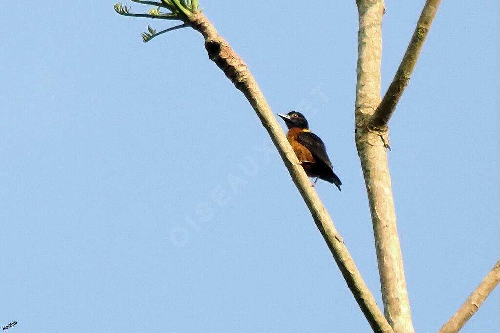 Yellow-mantled Weaver male adult breeding