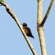 Yellow-mantled Weaver