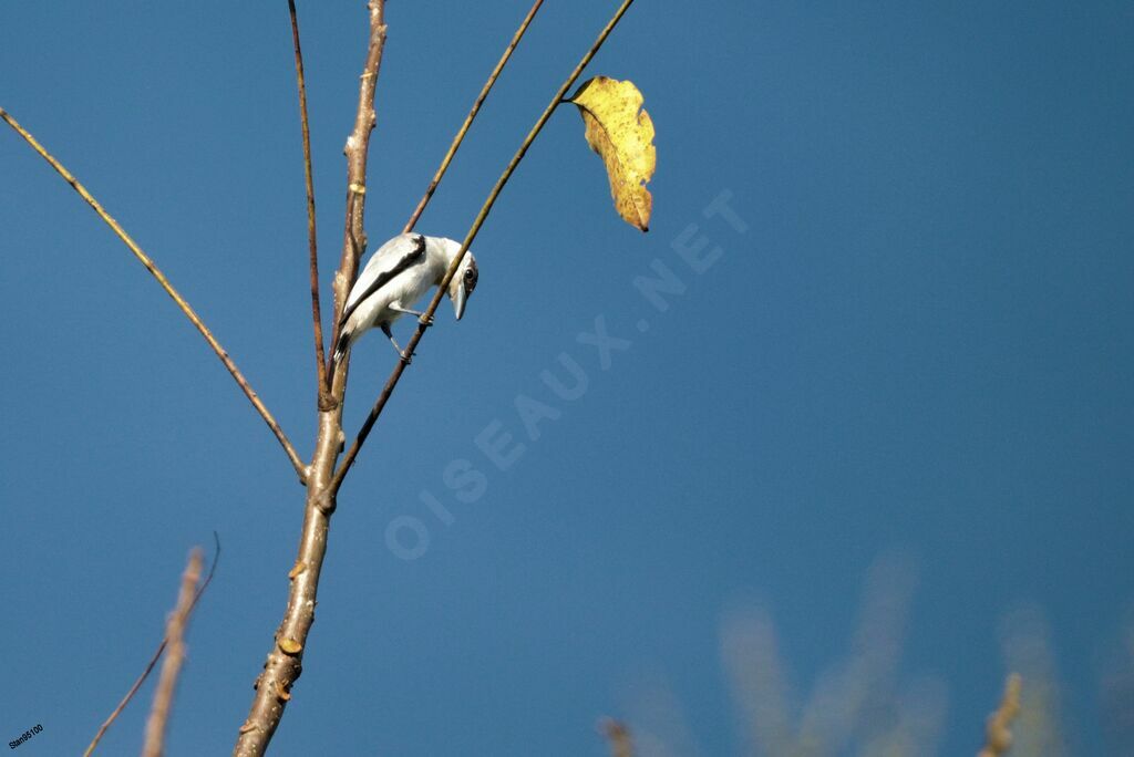 Black-crowned Tityraadult