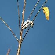 Black-crowned Tityra