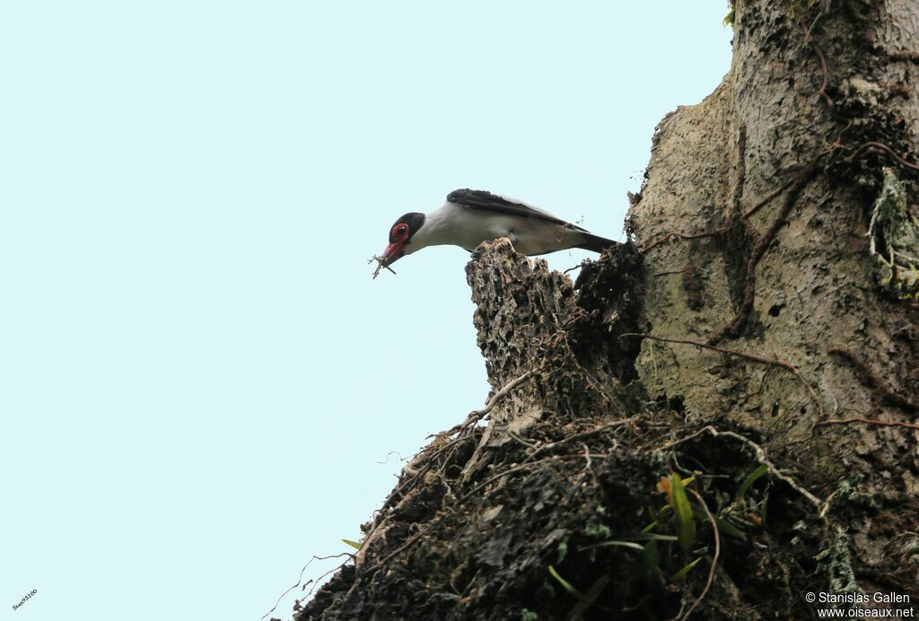 Black-tailed Tityra male adult breeding, Reproduction-nesting