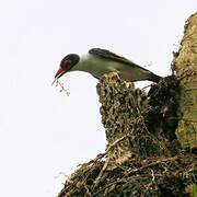 Black-tailed Tityra