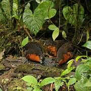 Dark-backed Wood Quail