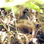 Black-fronted Wood Quail