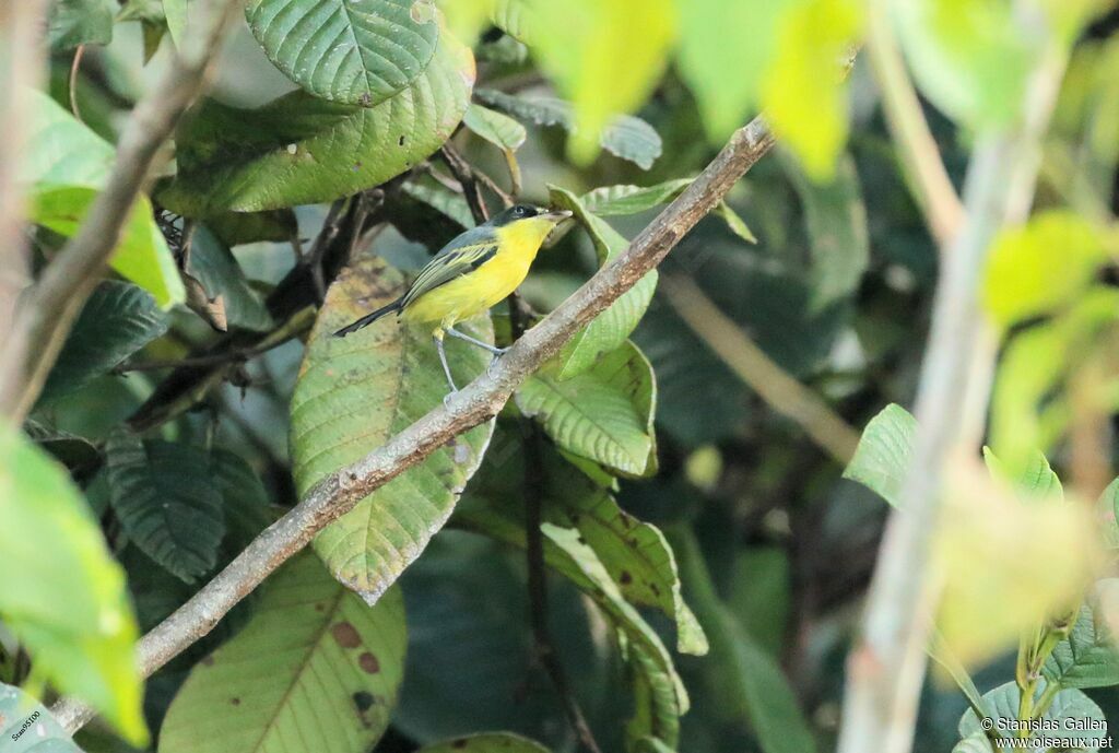 Common Tody-Flycatcheradult