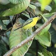 Common Tody-Flycatcher