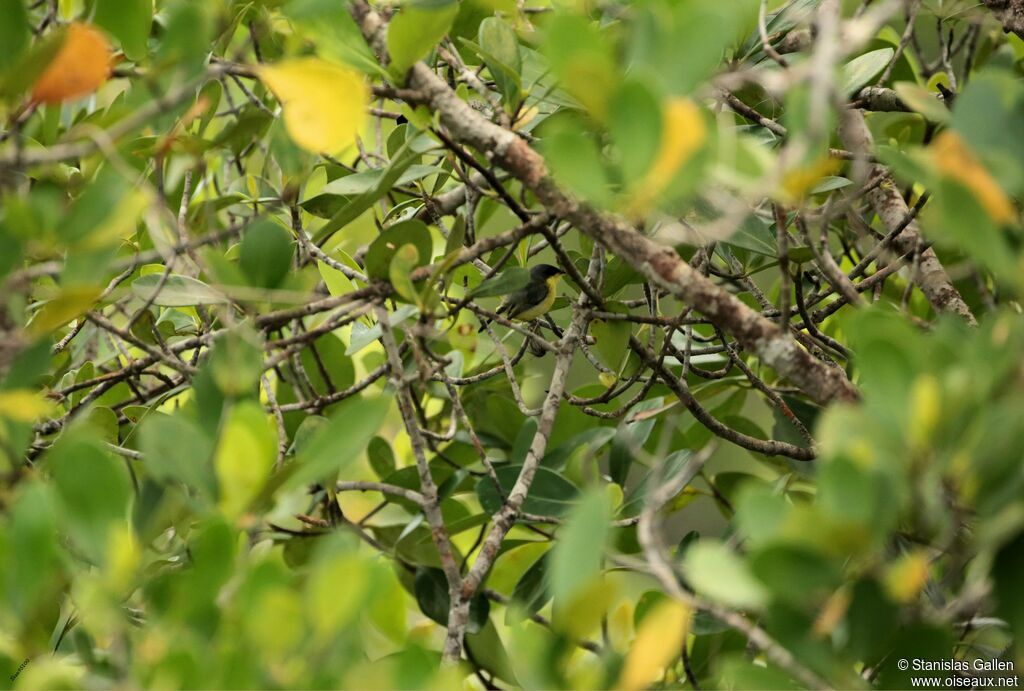 Common Tody-Flycatcheradult