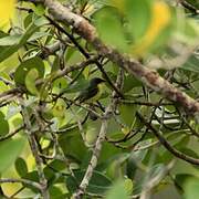 Common Tody-Flycatcher