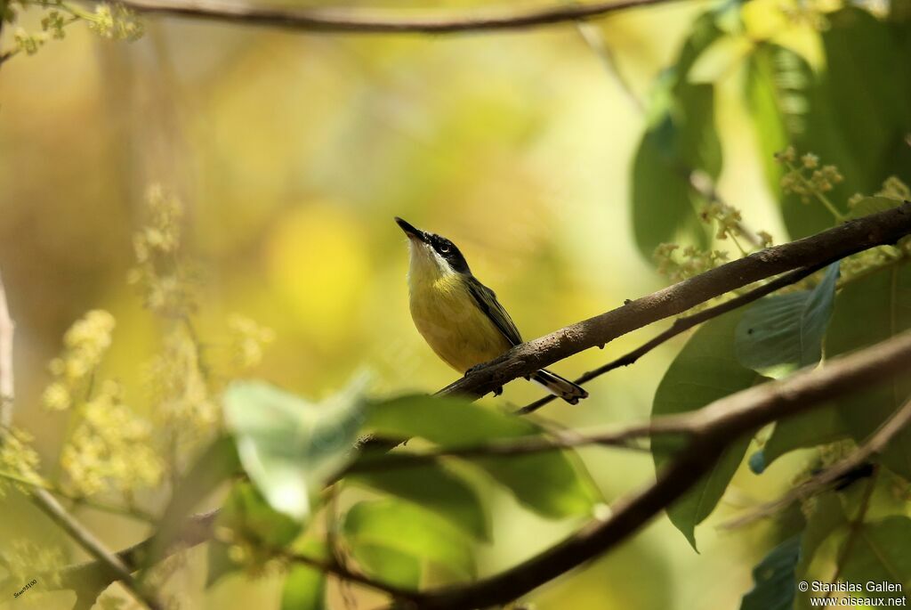 Common Tody-Flycatcheradult