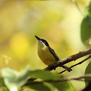 Common Tody-Flycatcher