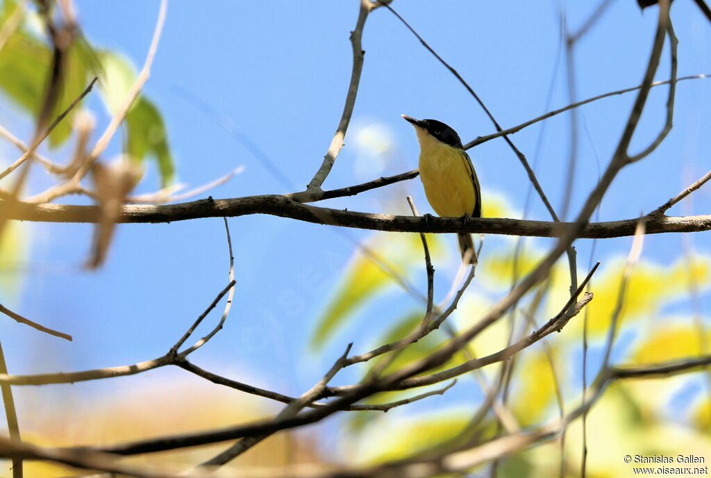 Common Tody-Flycatcheradult