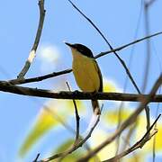 Common Tody-Flycatcher