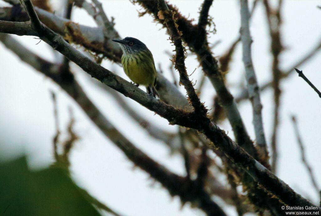 Spotted Tody-Flycatcheradult breeding