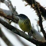 Spotted Tody-Flycatcher