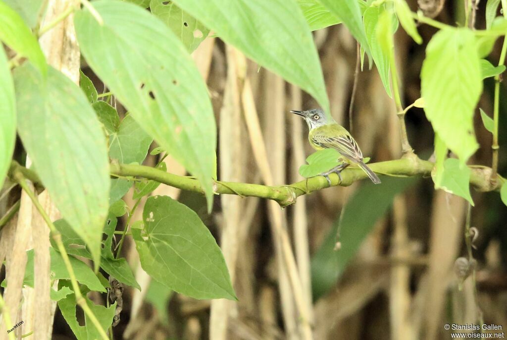 Spotted Tody-Flycatcher male adult breeding