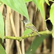 Spotted Tody-Flycatcher