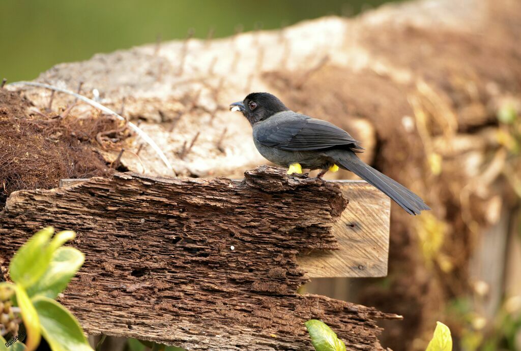 Yellow-thighed Brushfinch male adult, eats