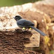 Yellow-thighed Brushfinch