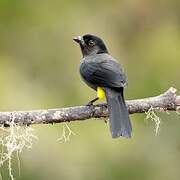 Yellow-thighed Brushfinch