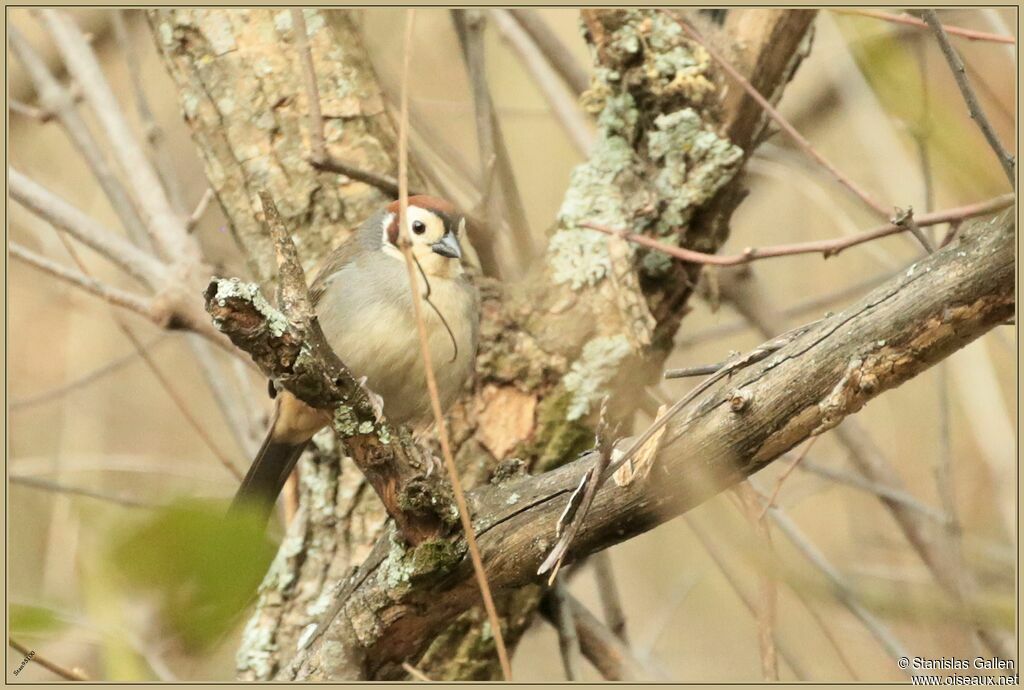 Prevost's Ground Sparrowadult breeding