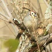 Prevost's Ground Sparrow