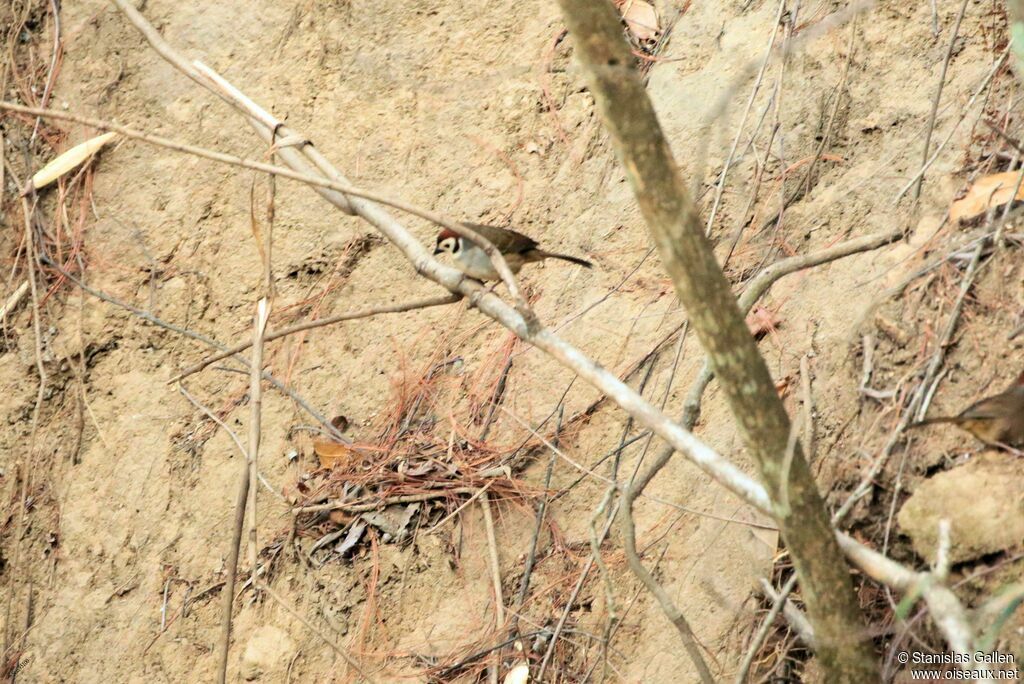 Prevost's Ground Sparrowadult breeding, habitat