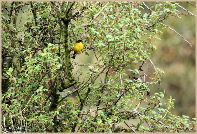 Yellow-breasted Brushfinch male adult breeding, habitat