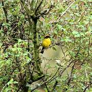 Yellow-breasted Brushfinch