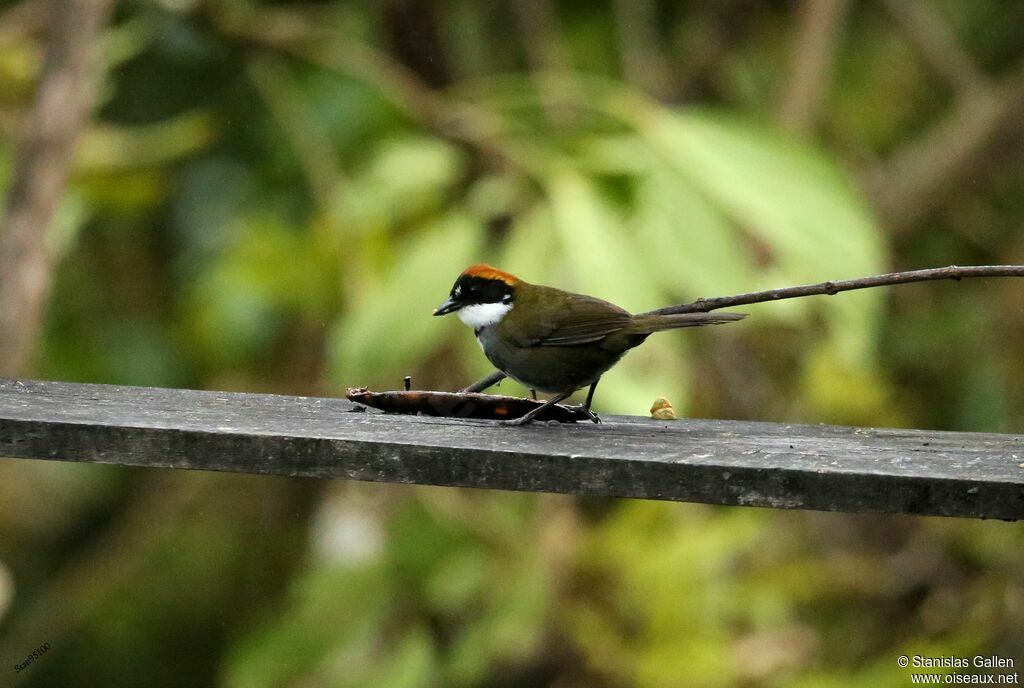 Chestnut-capped Brushfinch male adult, eats