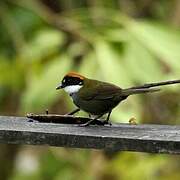 Chestnut-capped Brushfinch