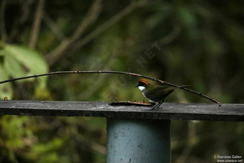 Chestnut-capped Brushfinch male adult