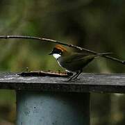 Chestnut-capped Brushfinch