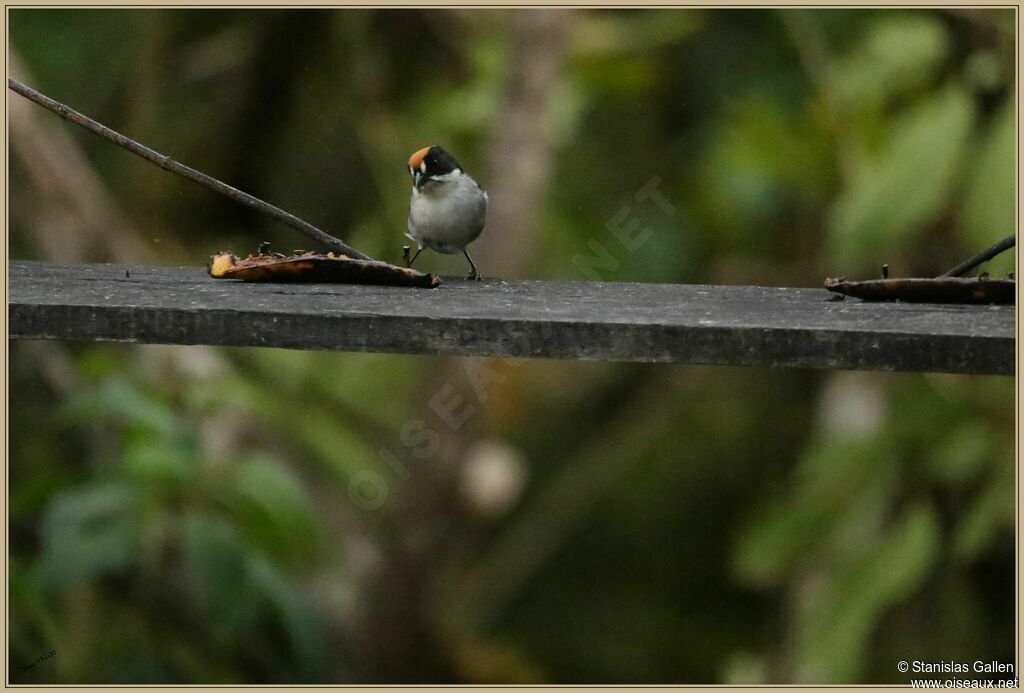 Slaty Brushfinch male adult