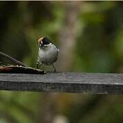 Slaty Brushfinch