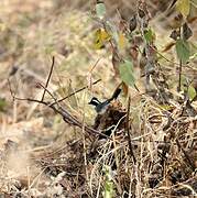 Black-capped Sparrow