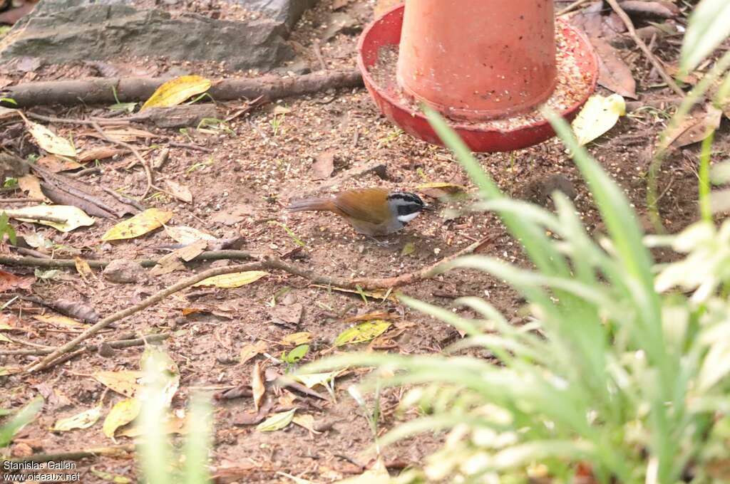 Sierra Nevada Brushfinch male adult breeding, eats