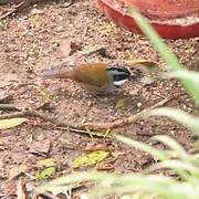 Sierra Nevada Brushfinch