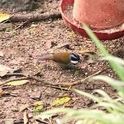 Sierra Nevada Brushfinch