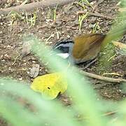 Sierra Nevada Brushfinch