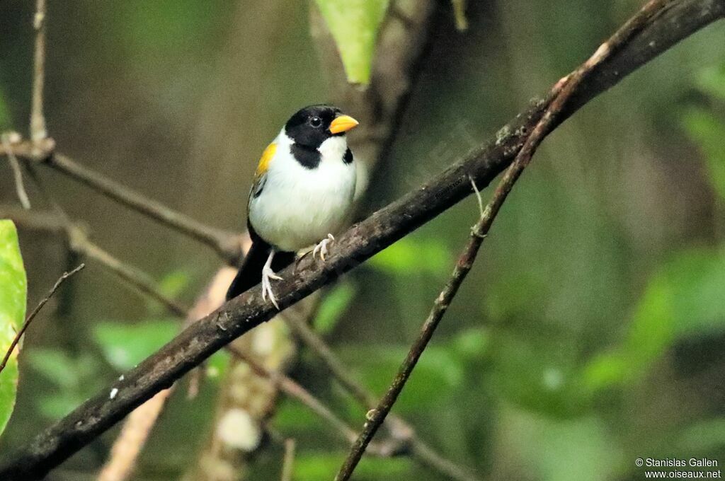 Golden-winged Sparrow male adult breeding