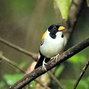 Golden-winged Sparrow