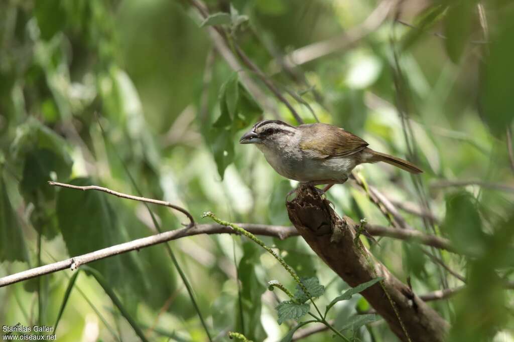 Tohi de Tocuyoadulte, identification, Nidification