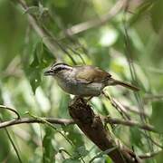 Tocuyo Sparrow