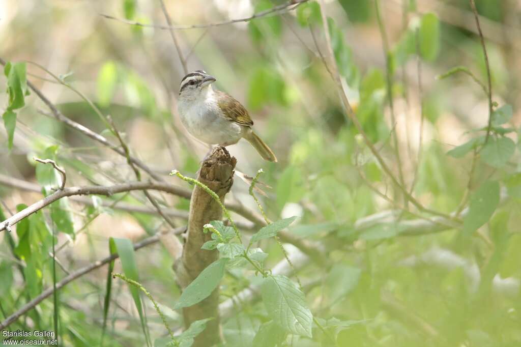 Tohi de Tocuyoadulte, identification, Nidification