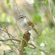 Tocuyo Sparrow