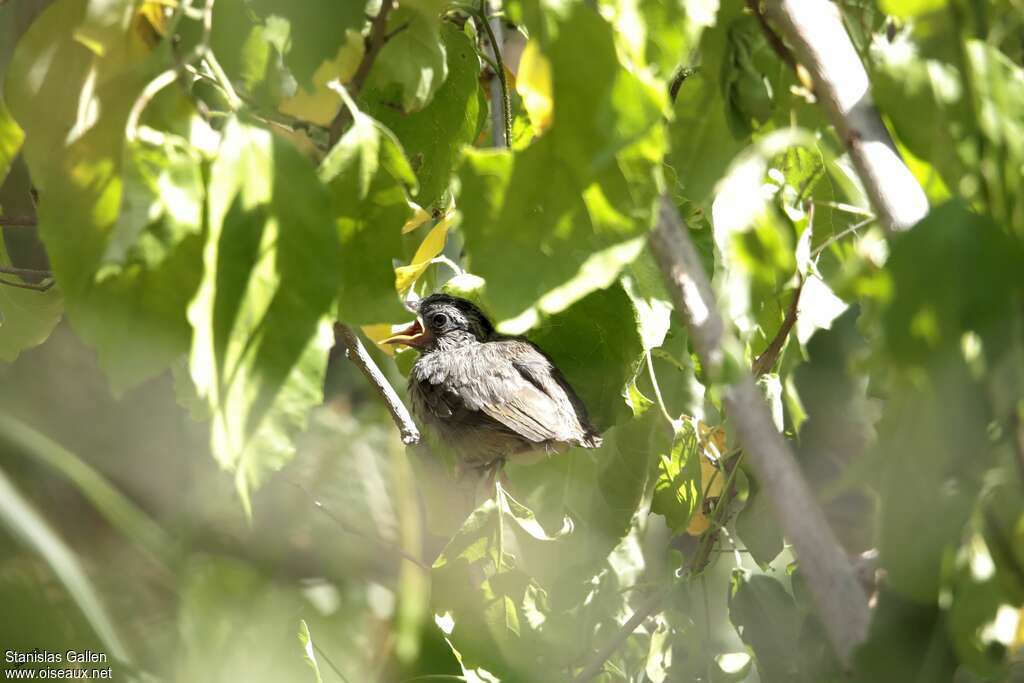 Tocuyo SparrowPoussin, identification