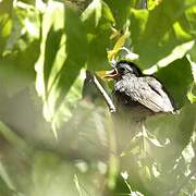 Tocuyo Sparrow