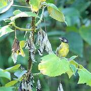 Santa Marta Brushfinch