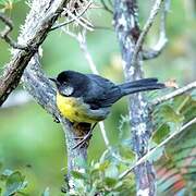 Santa Marta Brushfinch